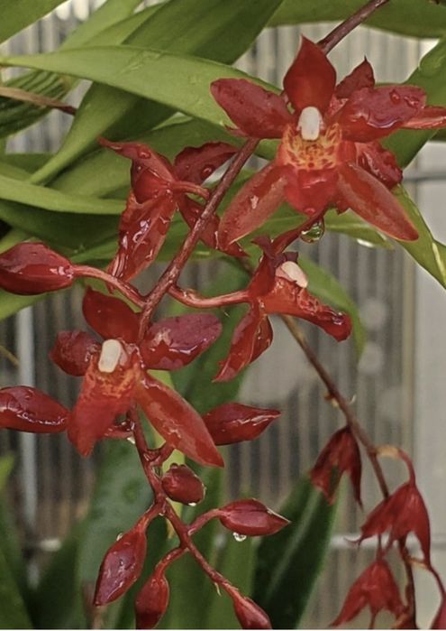 Орхидеи:спатифилум Diamond,Rodridenia Woon Leng’s Red Gem;Целогина Кристата от 550
(Paph.