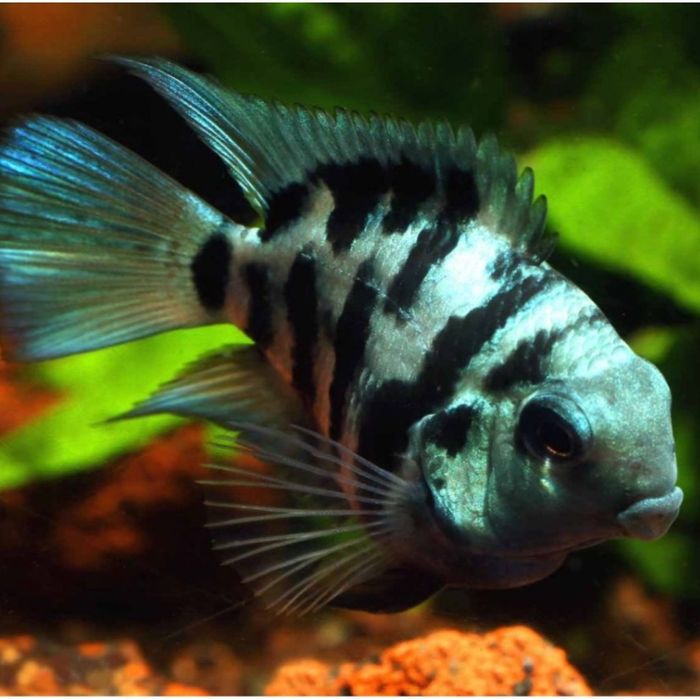 Голубой Попугай Панда.