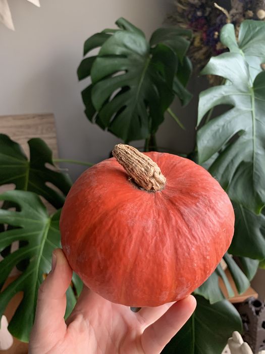 Насіння декоративних гарбузів