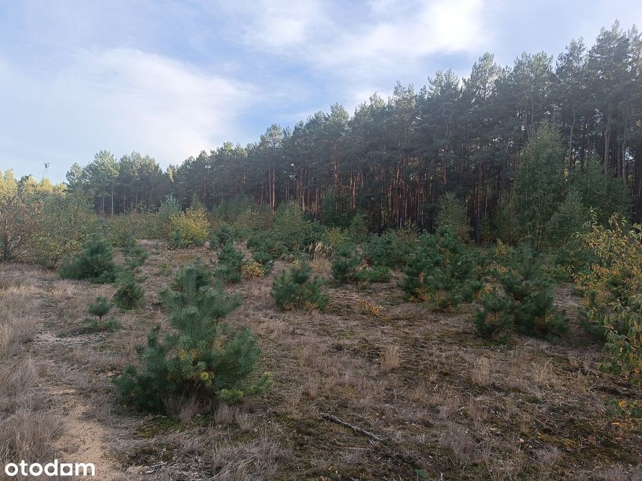 Działka budowlana 2250 m² blisko lasu