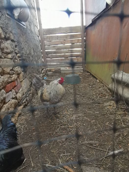 Инкубационные яйца Амераукана