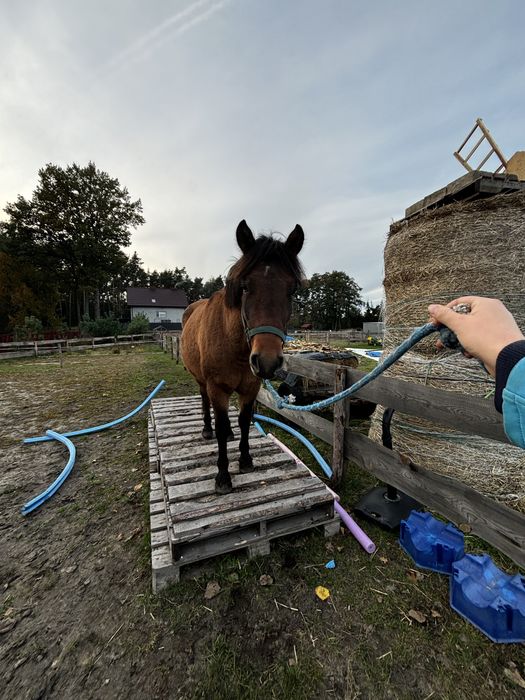 Klacz huculska 4letnia