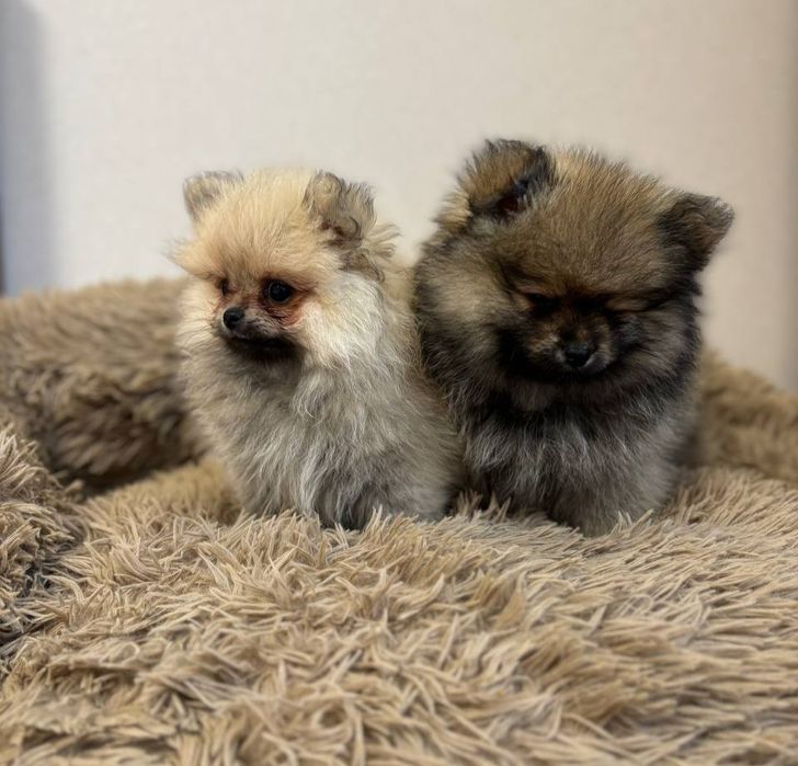 Померанський шпіц ексклюзив міні