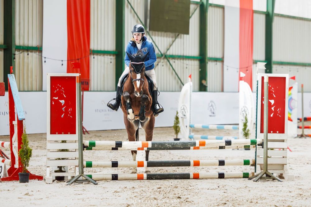 4-letnia startująca klacz skokowa po Che Guevara L/Cassini I