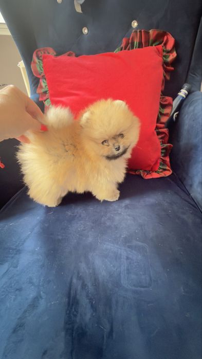 Piesek pomeranian