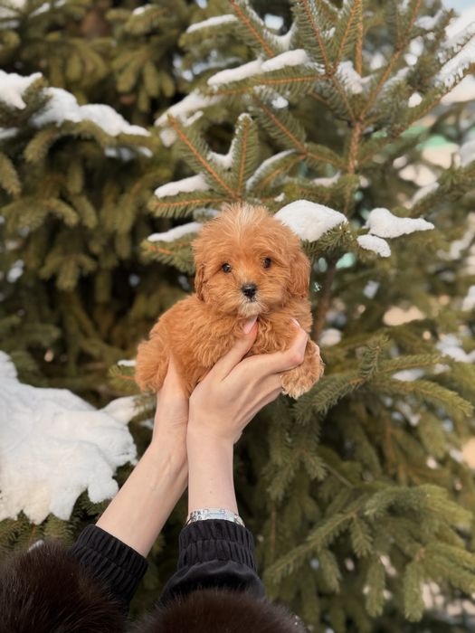 Мальтіпу, мальтипу, Той пудель