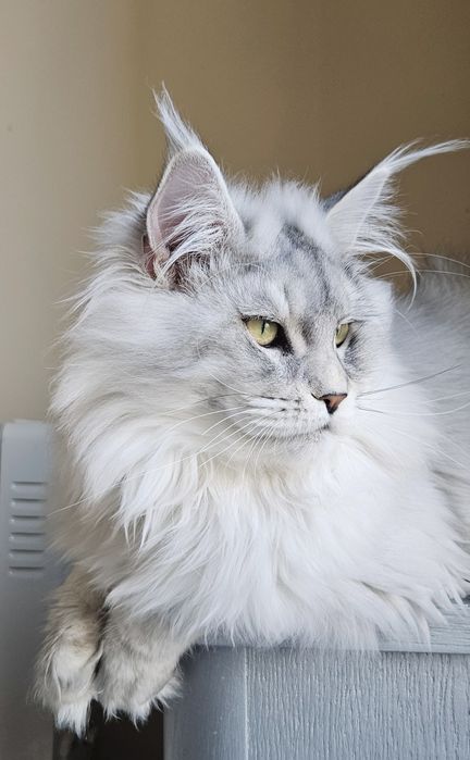 Koteczka długie futerko Maine Coon srebrzysty FPL