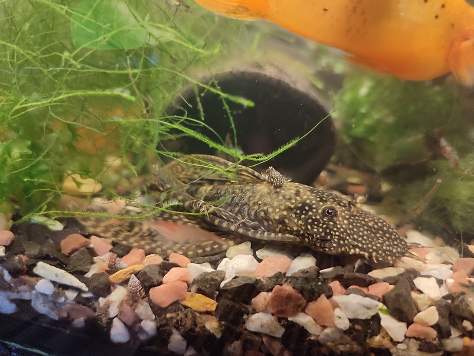 Акваріумні рибки сомікі, анцитрус вуалевий, креветки, равлики Хелена