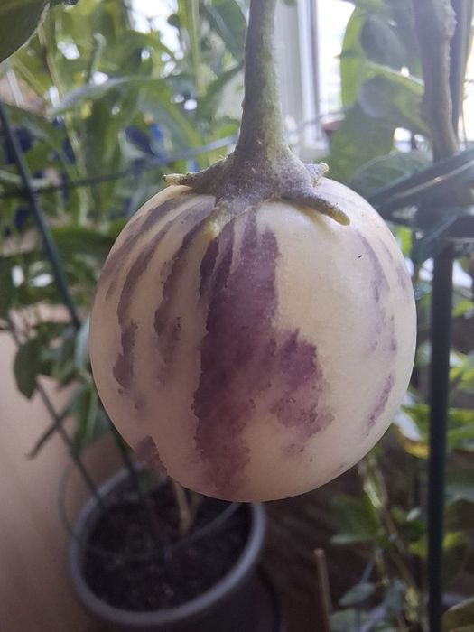 Саджанці пепіно Рамзес.