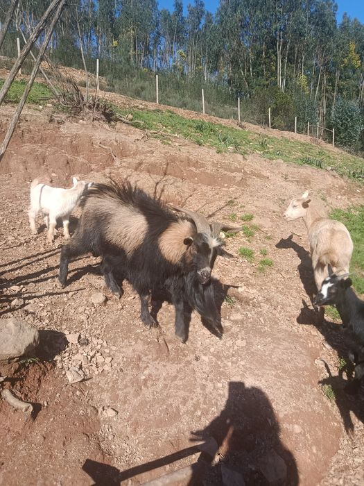 Cabrito macho à venda