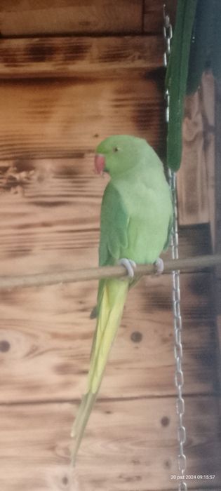 Alexandretta obrożna