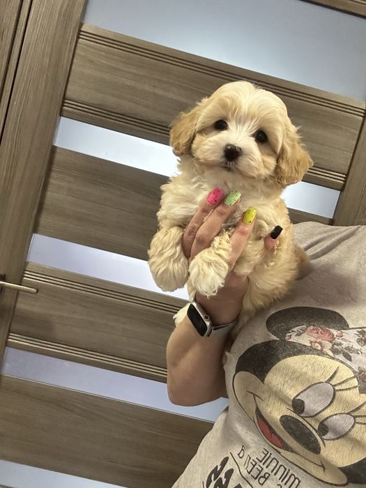 Милаш мальтипу ф1