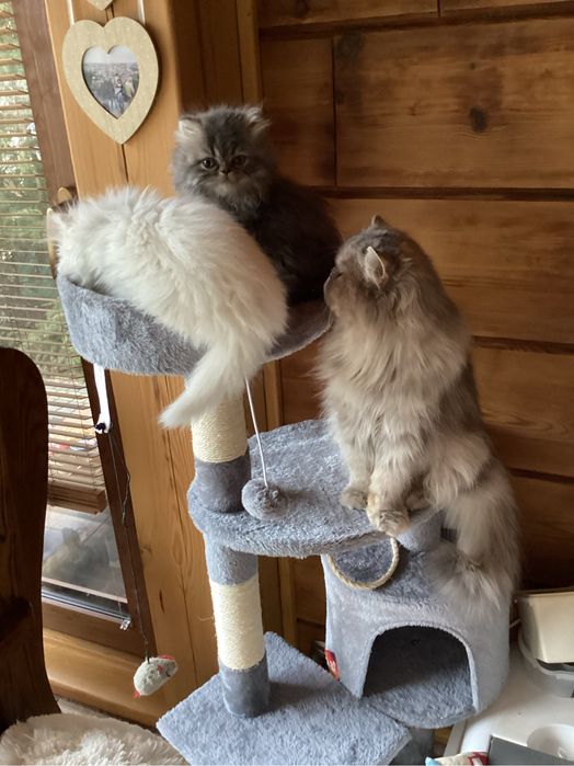 Pers kocurek  czarno czekoladowy