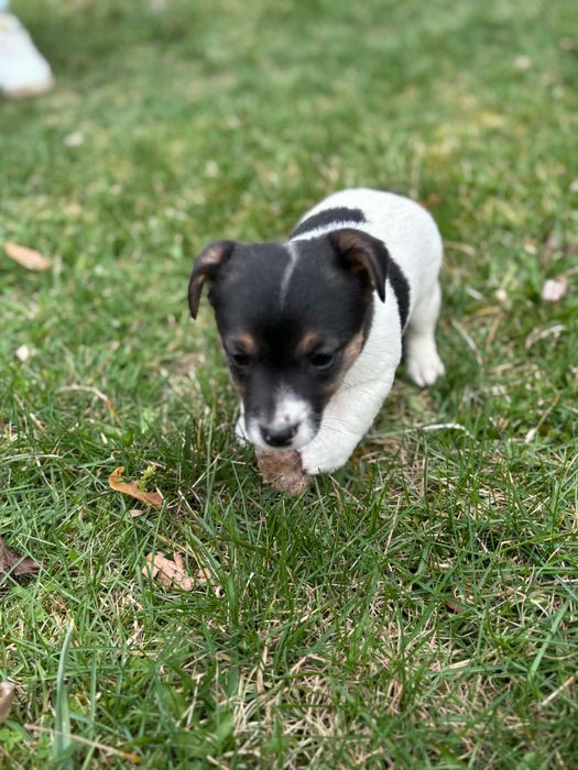 Jack Russell Terrier