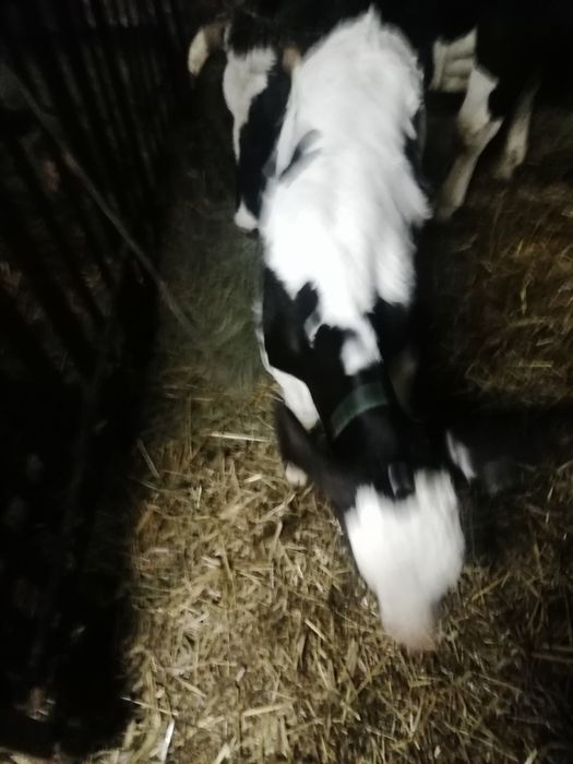 Cielaki od rolnika zdrowe