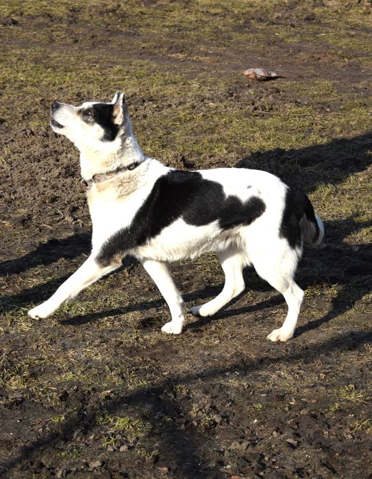 Śliczna, miła, wesoła, przeylaśna, bezdomna sunia prosi o dom