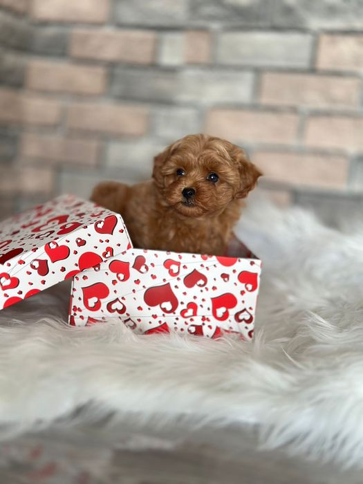 Маленькі карамельні мальтіпу міні розміру. Вирощені в любові та турбот