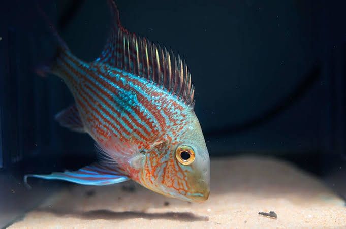 Продаж акваріумної риби