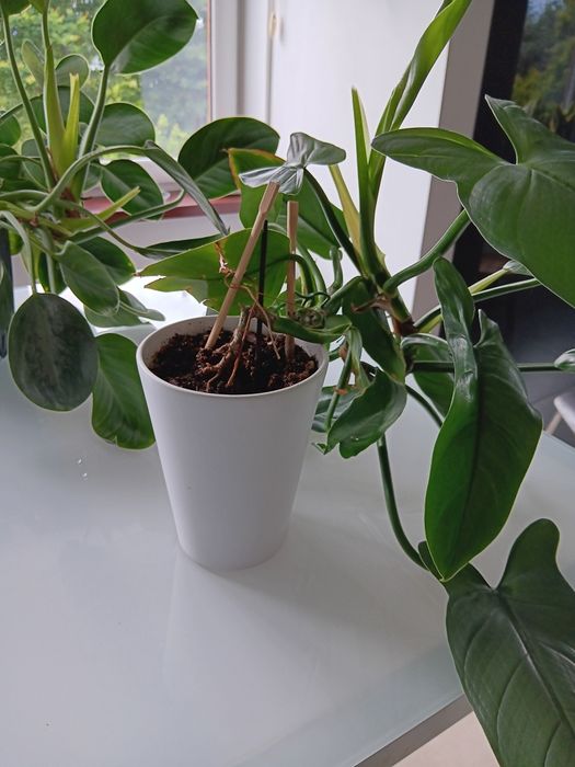 Dwa kwiaty Philodendron