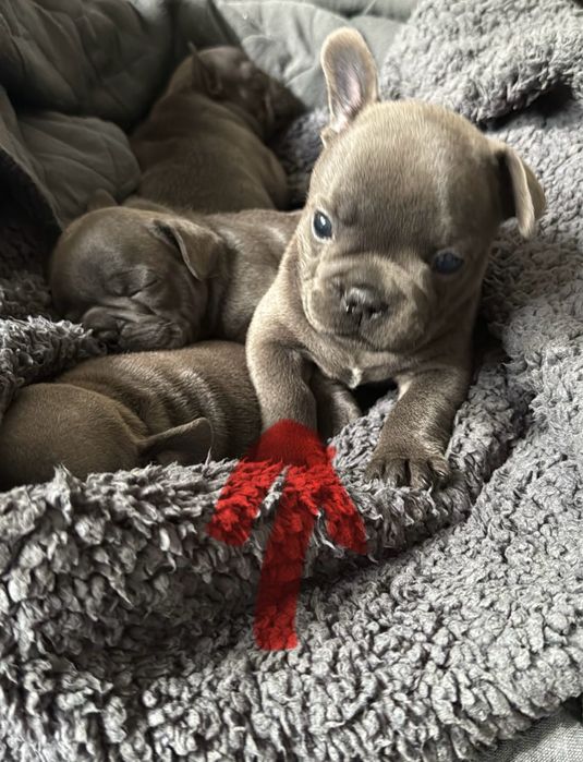 Buldog francuski niebieski prześliczna  suczka