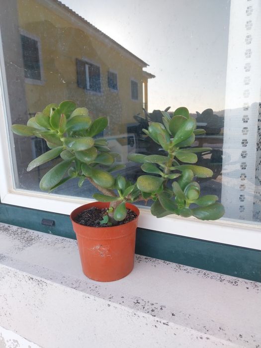 Planta-jade (diversos vasos)