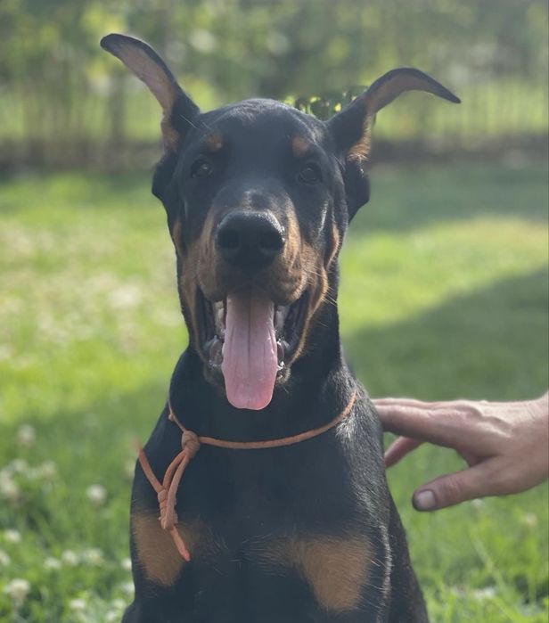 Крутезний малюк добермана чекає на найкращіх власників