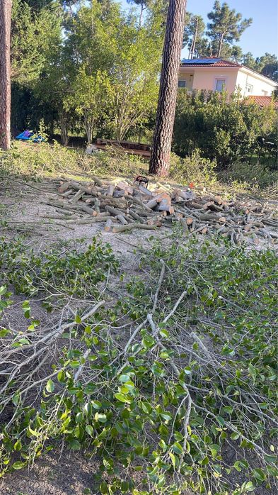 Corte de arvores podar