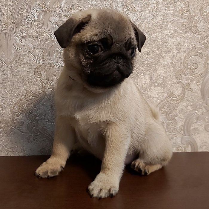 Дівчинка мопса 6 мес.