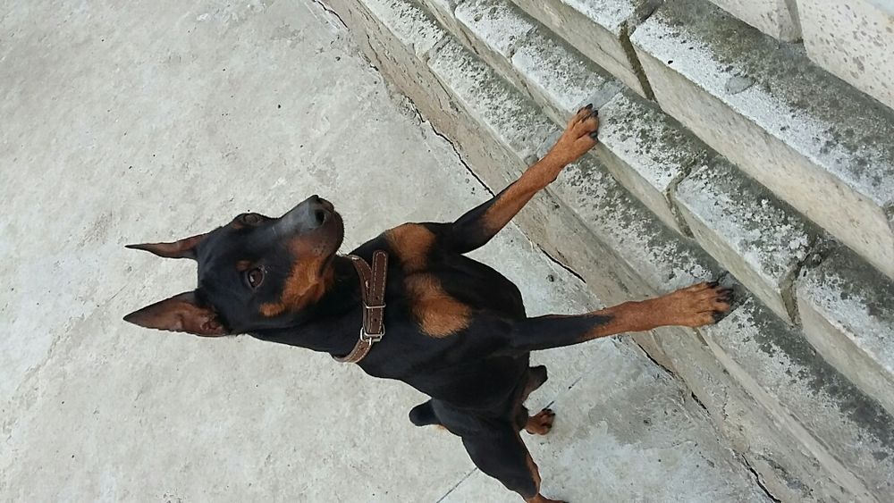 вязка цвергпинчер