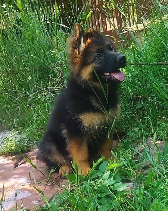 Круті довгошерстні дівчата КСУ FCI