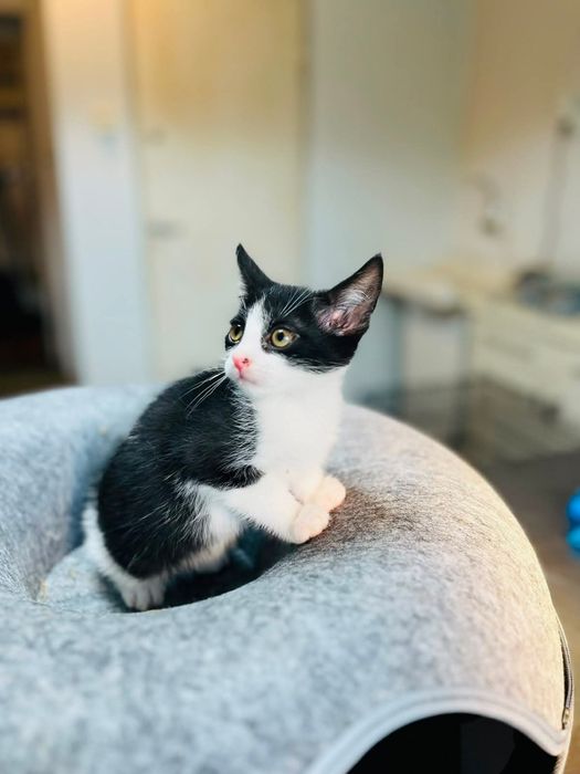 Kinga- mała kotka do adopcji