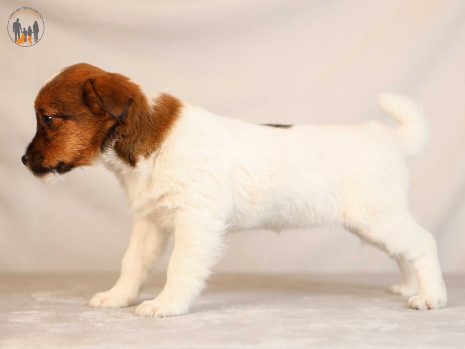 Jack Russell Terrier ZKwP FCI