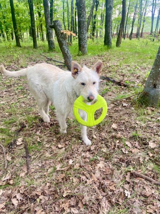 Шукає дім хлопчик білого кольору