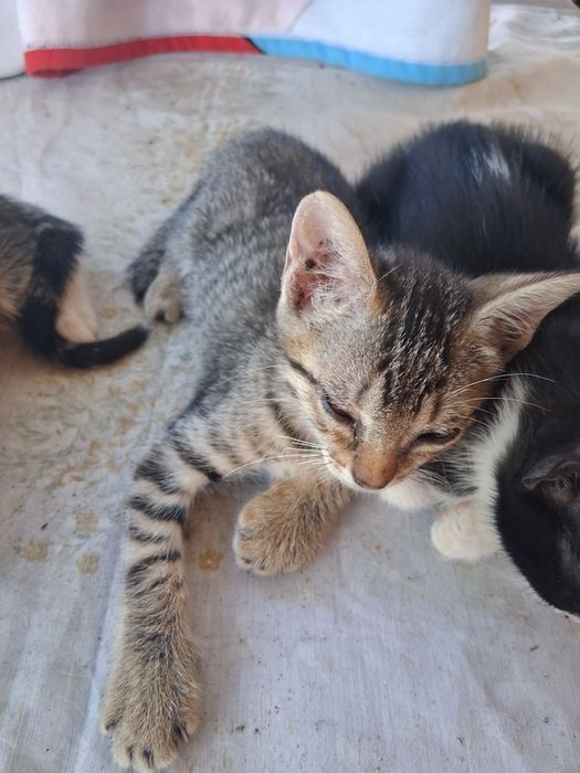Gatinhos para doação!