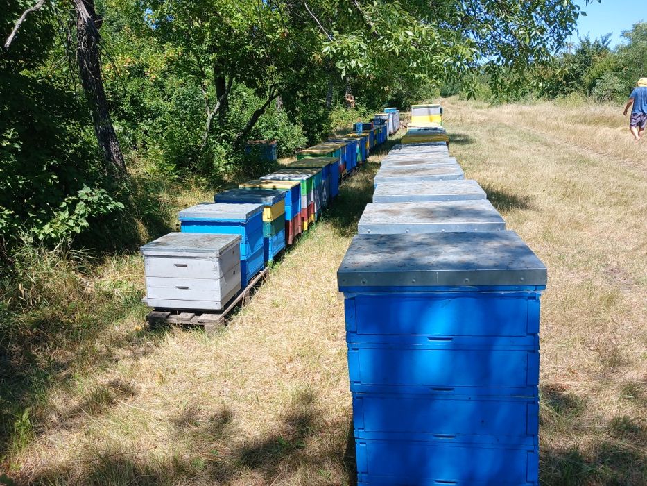 Продам пасіку 70 бджолосімей