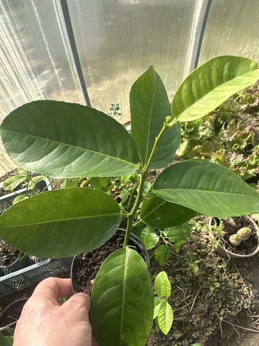 Cytryna skierniewicka