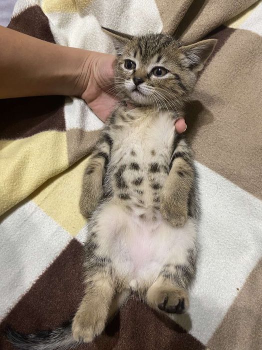 Котики породисті продам.