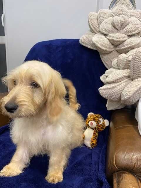 Sprzedam pięknego cockapoo