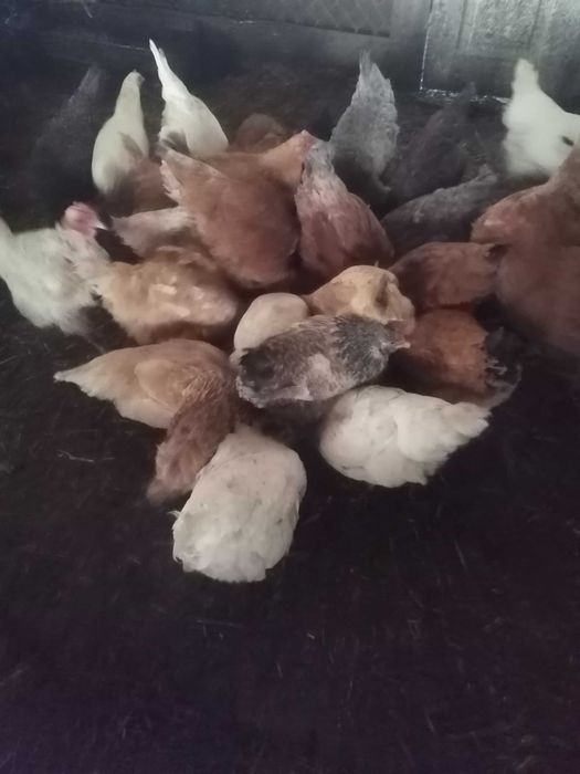 Курочка молода. На яйце на мясо.