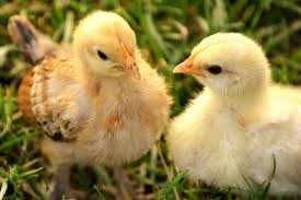 Інкубаційне яйце Ред Бро у наявності.