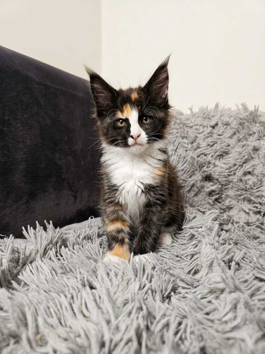 Cudowna kotka maine coon Hermiona