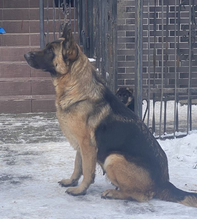 Продаються собаки німецька вівчарка