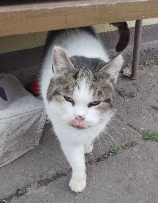 FRANIO – jesień życia spędza na dworze, marząc o kocyku