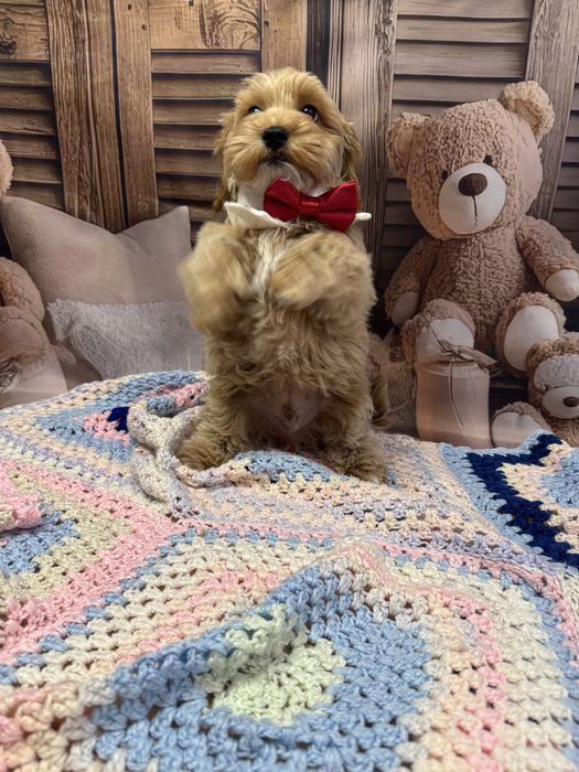 Maltipoo pies tata badania genetyczne