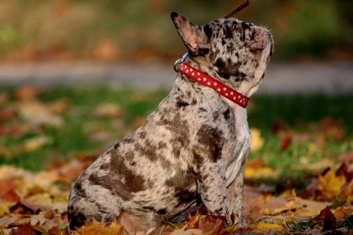 Вязка французкий бульдог