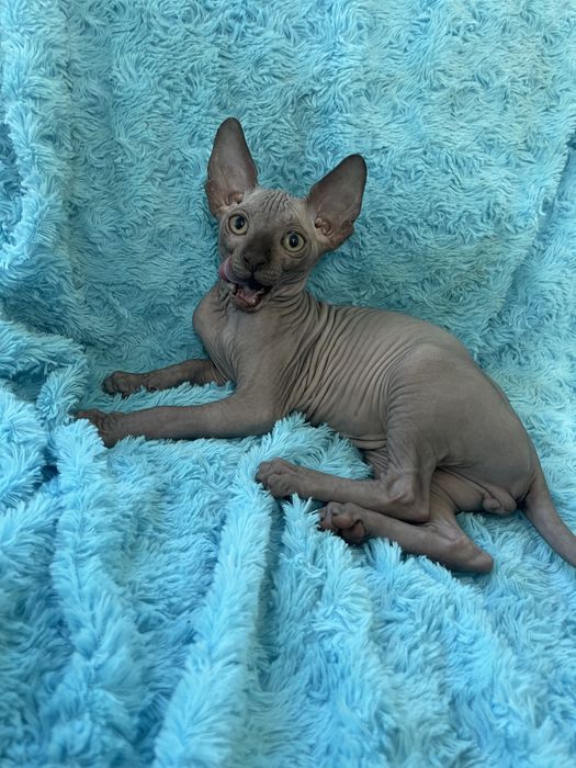 Неймовірний хлопчик Котик