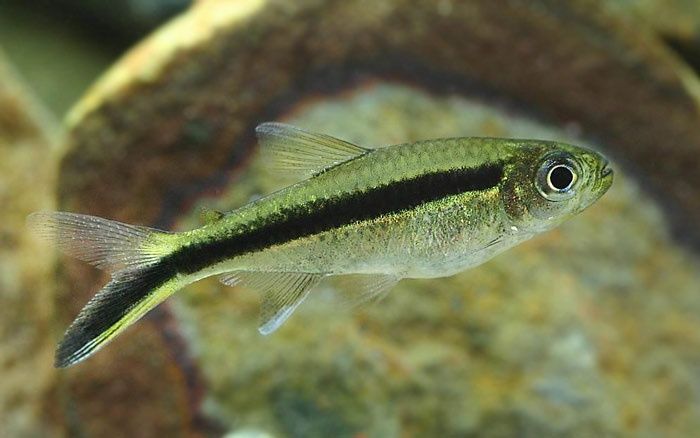 Hokejówka amazońska