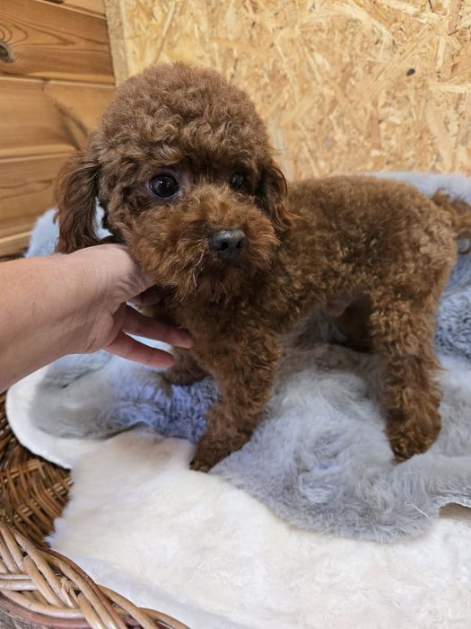 Piesek cavapoo f1  do odbioru koniec lipca