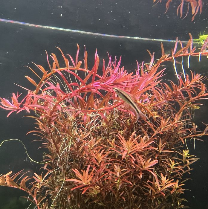 Rotala blood red singapore