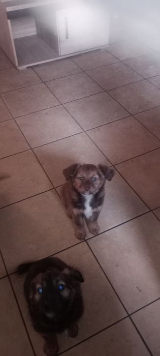 Oddam pieski za darmo może